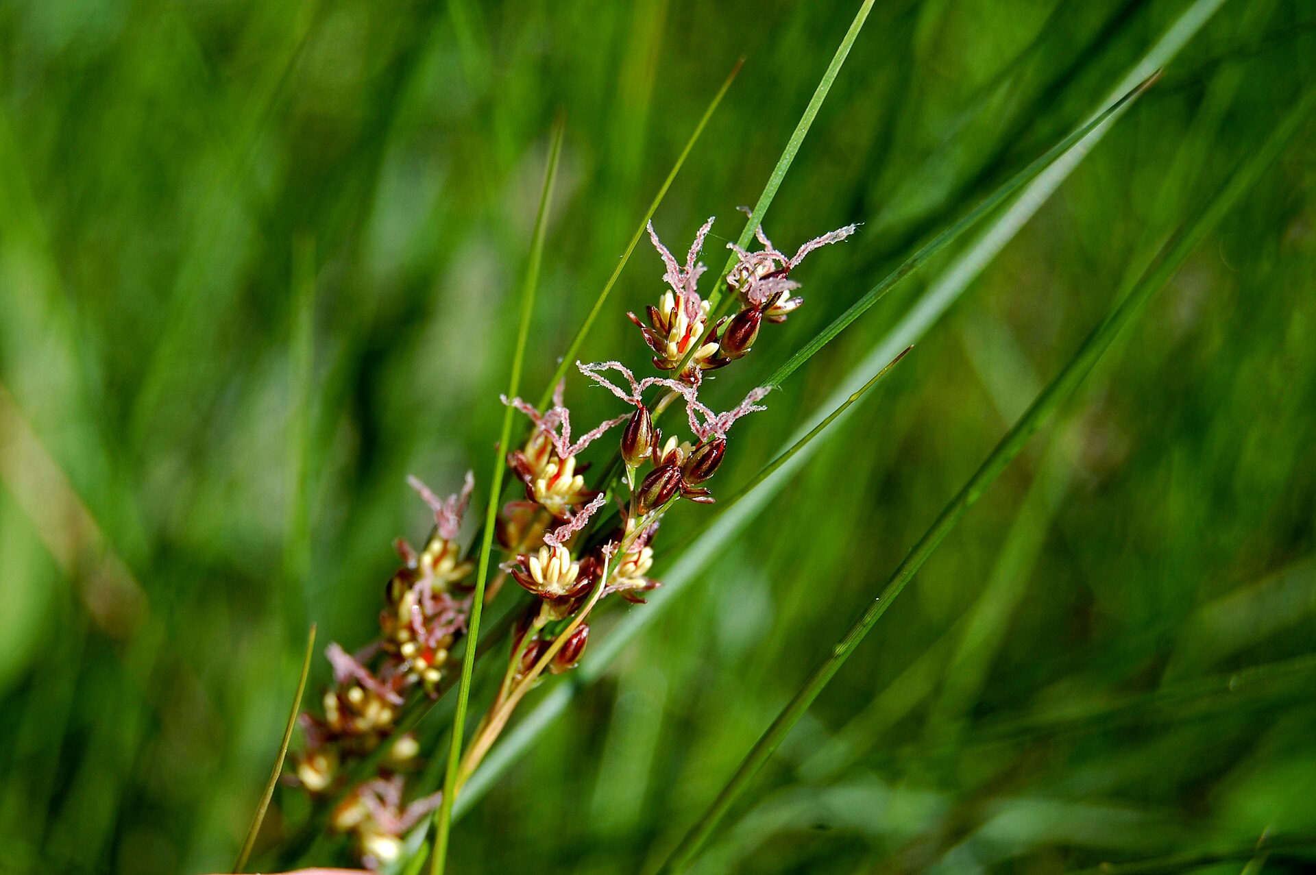 Coastal marsh along the southern Maine shore